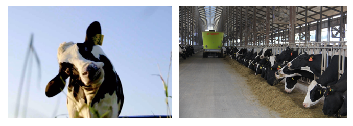 花花牛丨每天一杯奶，幸福健康喝出來?。?！