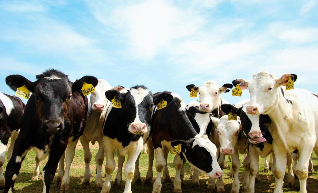 北京大學南南合作與發展學院教授、全球伙伴關系主任周詠梅一行蒞臨花花牛平輿瑞亞牧業參觀調研