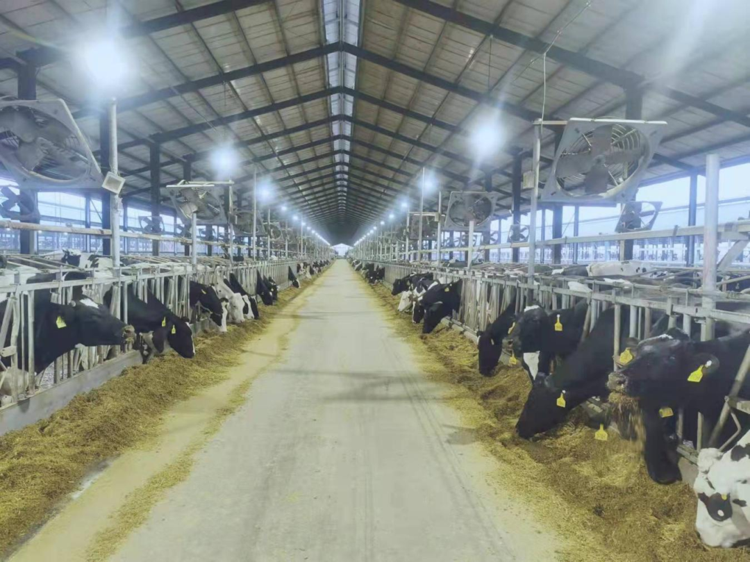 北京大學南南合作與發展學院教授、全球伙伴關系主任周詠梅一行蒞臨花花牛平輿瑞亞牧業參觀調研