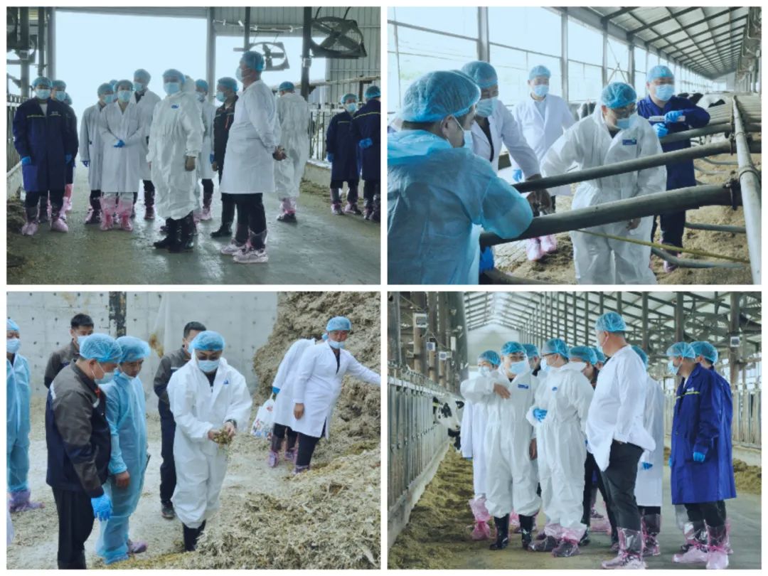 花花牛丨國家奶牛產業技術體系首席科學家、中國農業大學教授李勝利一行蒞臨花花牛魯山瑞亞參觀調研