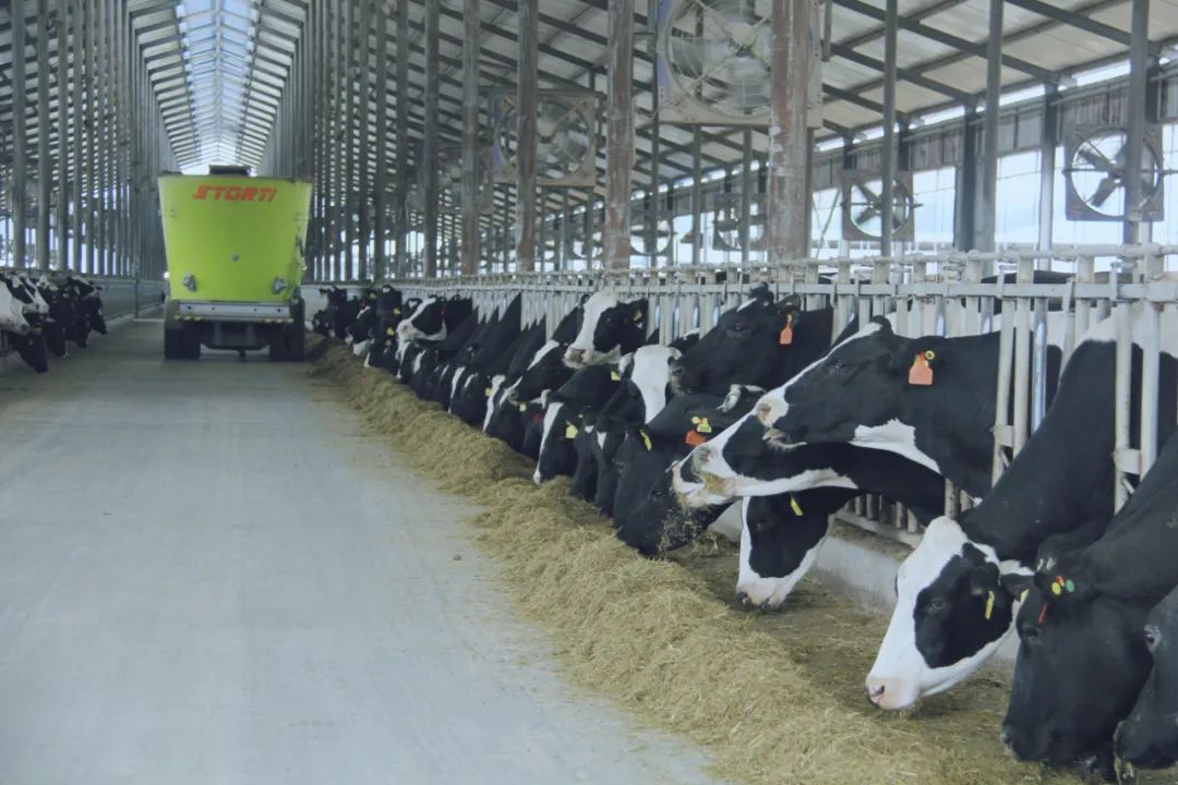 花花牛丨駐馬店市遂平縣政協黨組書記、主席張衛東一行蒞臨花花牛魯山瑞亞牧場參觀