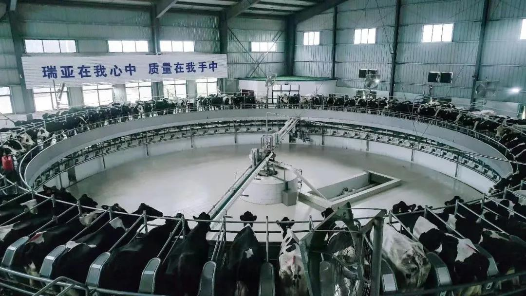 花花牛丨駐馬店市遂平縣政協黨組書記、主席張衛東一行蒞臨花花牛魯山瑞亞牧場參觀