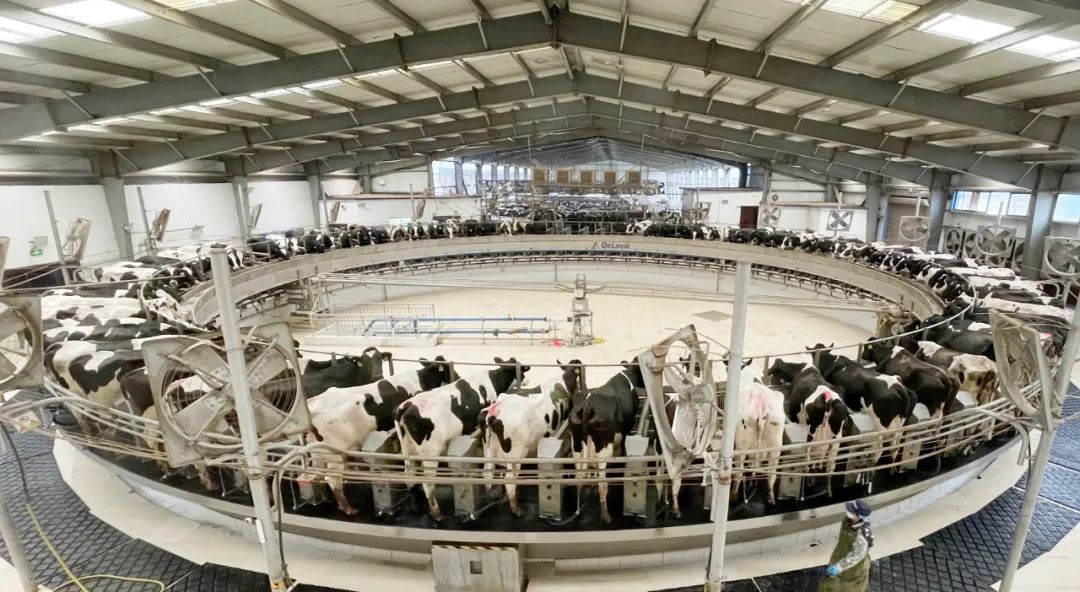 凝心聚力·贏創未來 | 花花牛乳業集團召開營銷、養殖及飼料經營工作會議