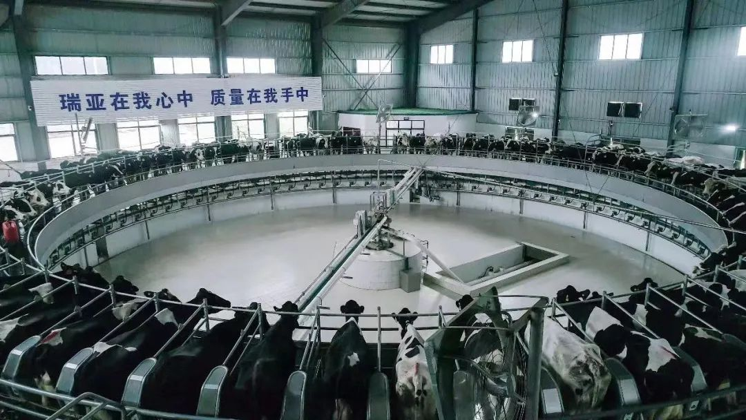 花花牛 | 河南瑞亞牧業入選“河南省畜禽核心育種場”