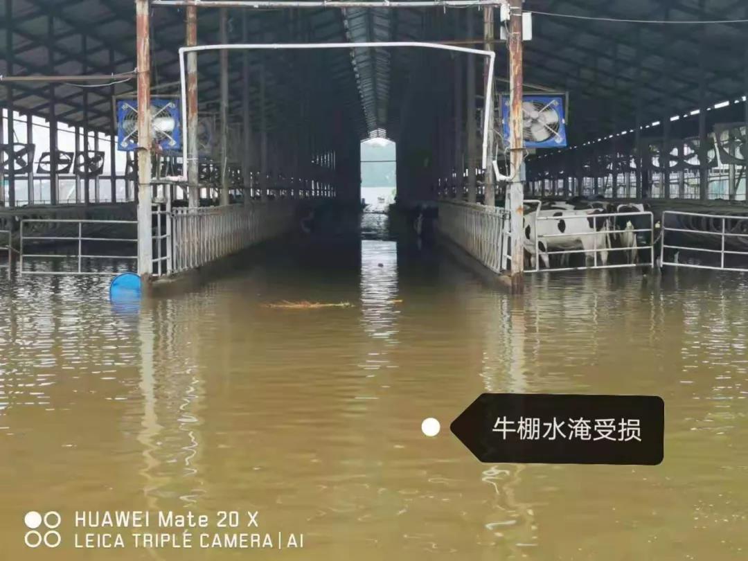 【乳報·聚焦】“豫”難而上的中原牛人“太中了”！