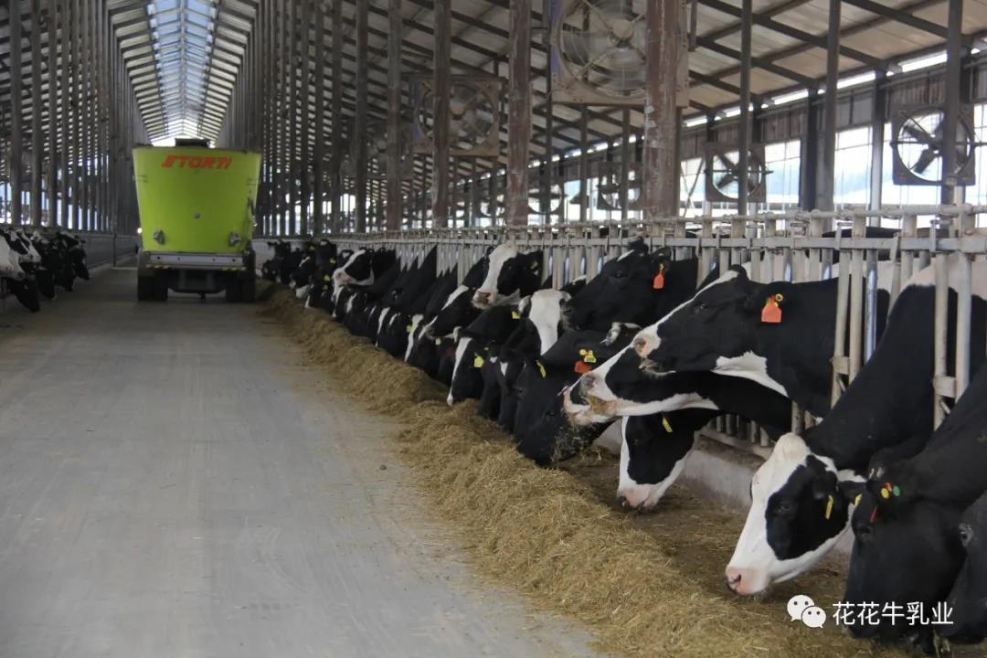 快訊 | 鄭州市人大常委會主任胡荃蒞臨河南瑞亞牧業調研