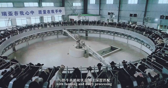 快訊 | 河南省委常委、省紀委書記、省監委主任任正曉蒞臨花花牛乳業集團新蔡瑞亞牧場調研
